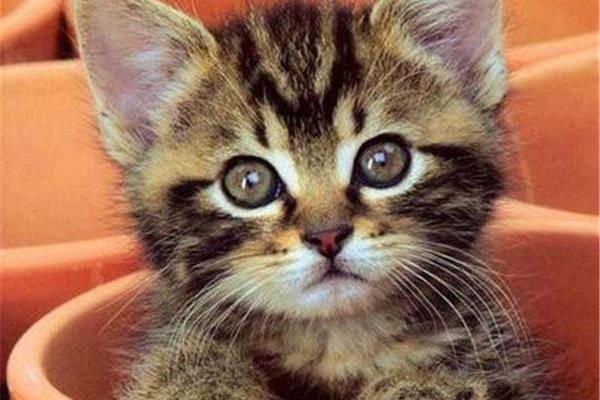 我喜欢的小猫