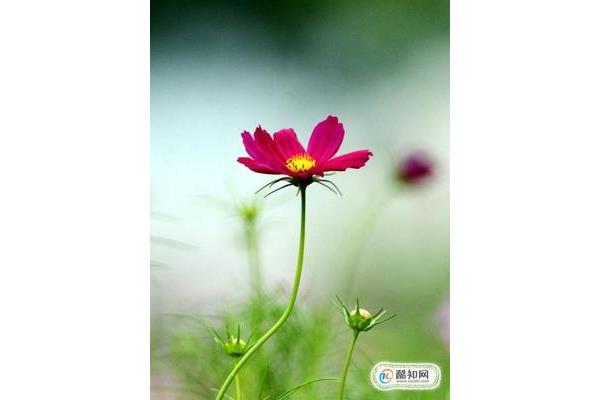 美好的什么