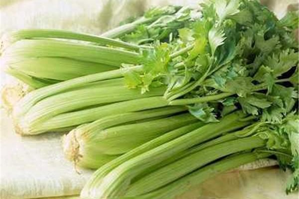 孕妇可以吃芹菜吗