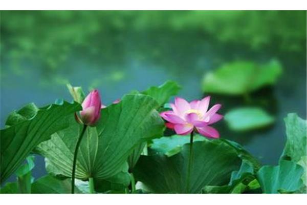 写荷花的诗