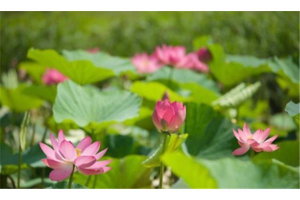 写荷花的诗