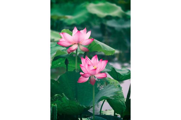 写荷花的诗