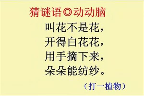 关于花的谜语