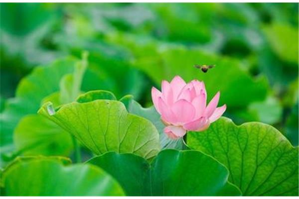 写荷花的诗