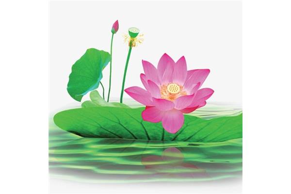写荷花的诗