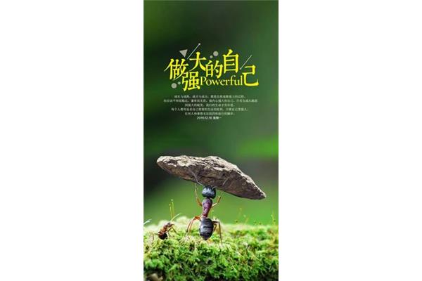 每天一条正能量