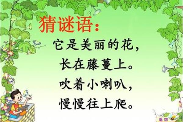 关于花的谜语