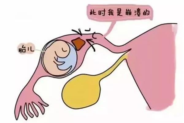 鹰犬是什么意思