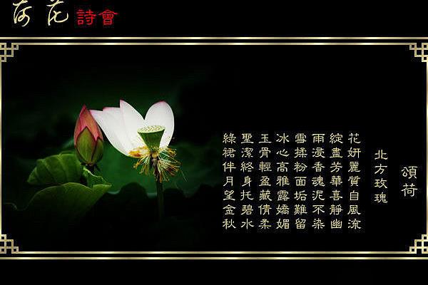 写荷花的诗