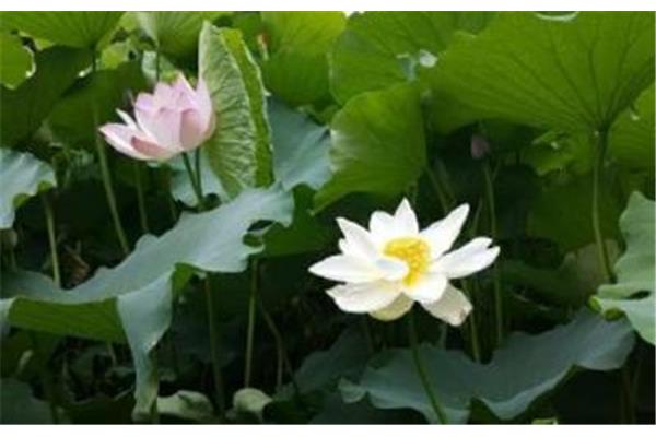 写荷花的诗