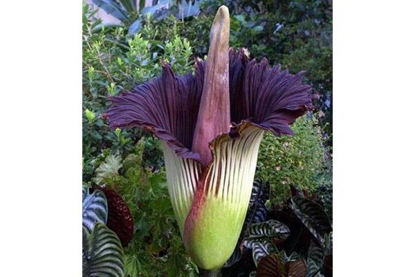 泰坦魔芋花