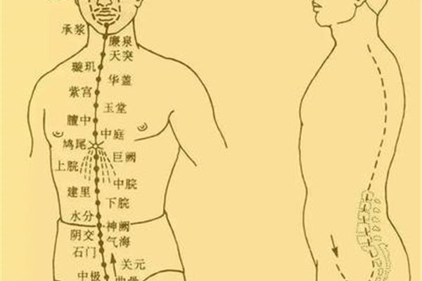冲脉循行路线
