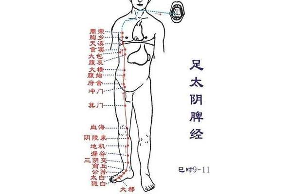冲脉循行路线