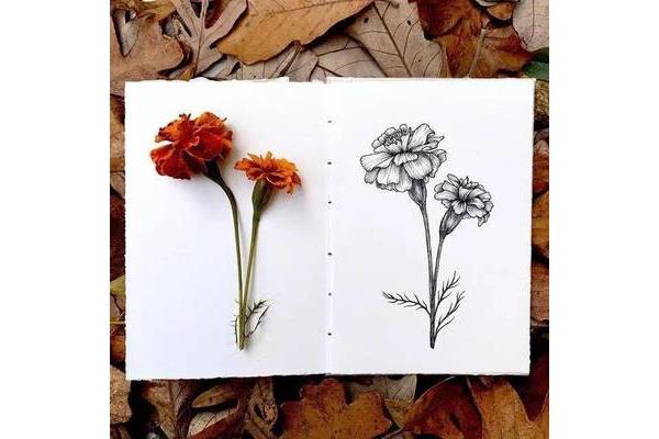 植物线描画