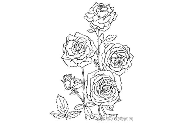 植物线描画