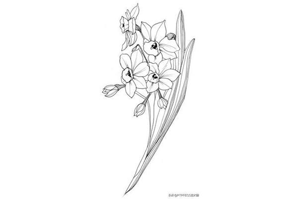 植物线描画