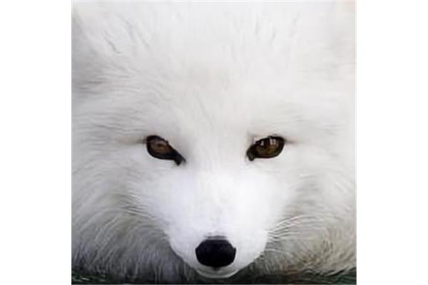 狐狸怎么写
