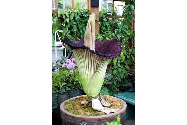泰坦魔芋花