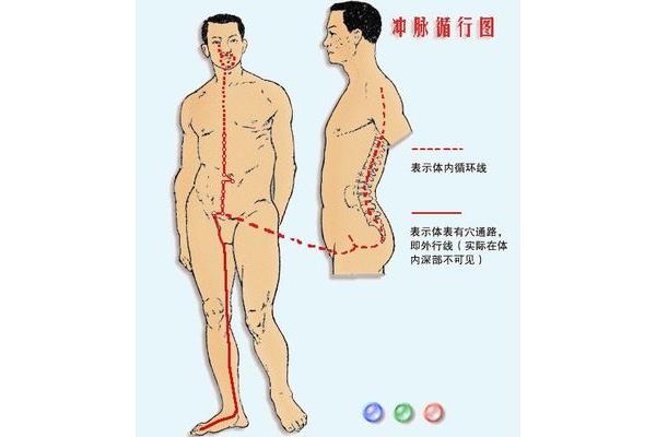 冲脉循行路线