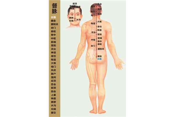 冲脉循行路线
