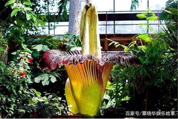泰坦魔芋花