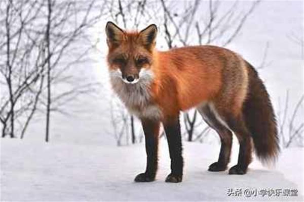 狐狸怎么写