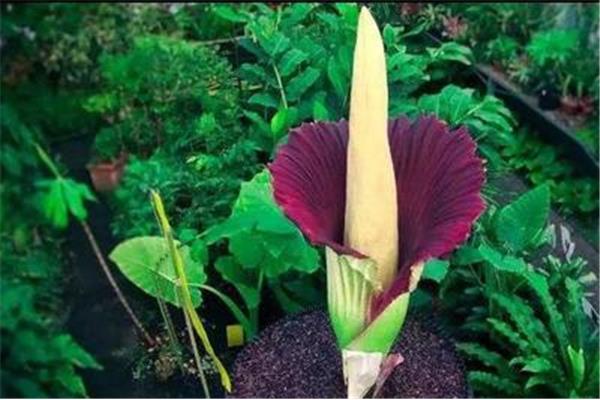 泰坦魔芋花