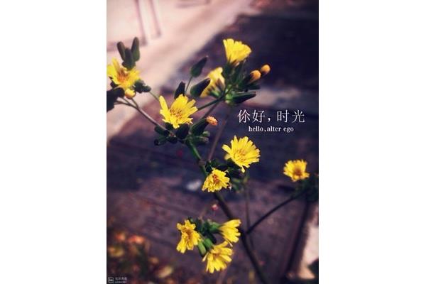小确幸的意思