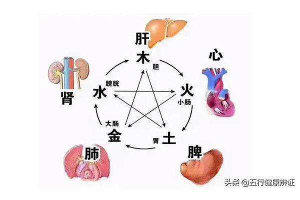 肝和脾的关系
