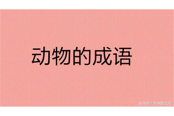 含有兔的成语