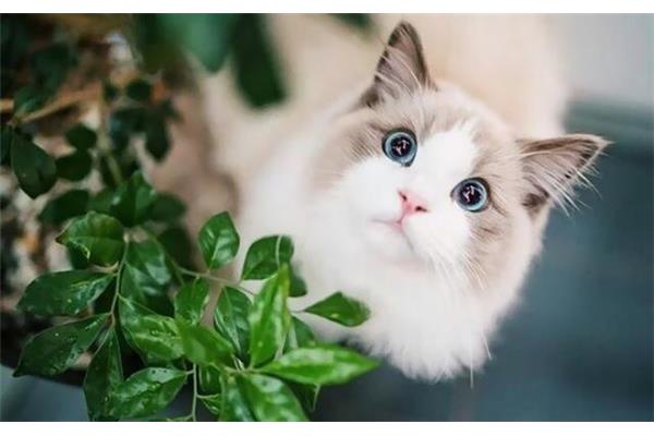 关于猫的知识