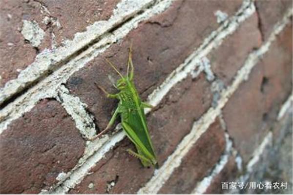 有几个虫子怕什么