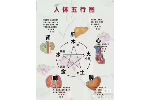 肝和脾的关系