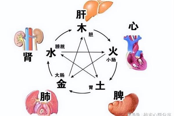肝和脾的关系