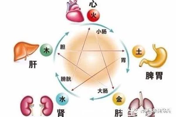 肝和脾的关系