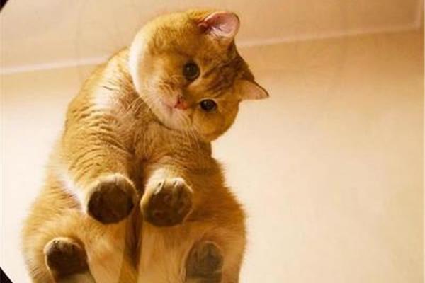 关于猫的知识