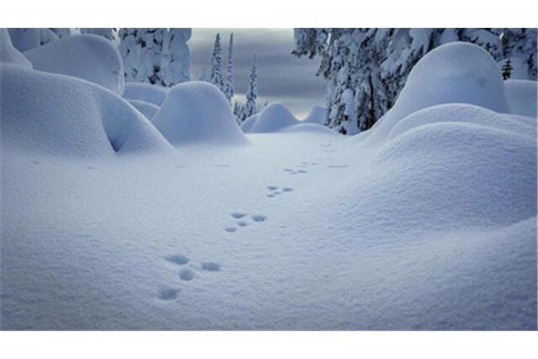冬天雪景作文