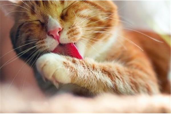 关于猫的知识