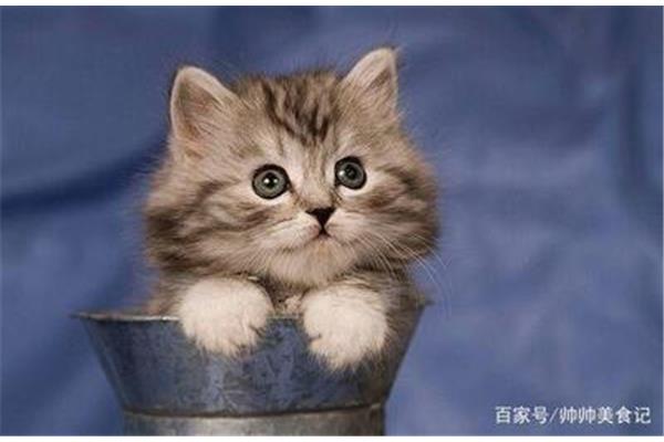 关于猫的知识