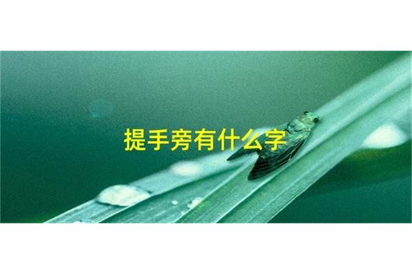 提手旁有什么字