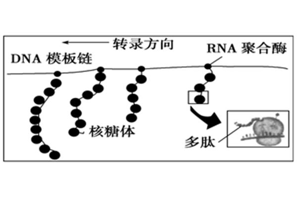 翻译的过程