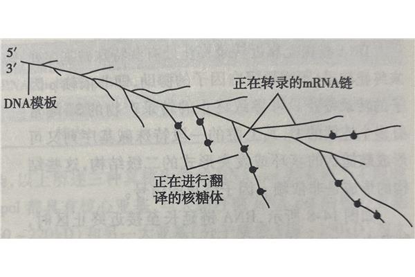 翻译的过程