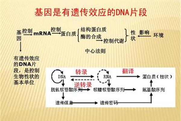 翻译的过程