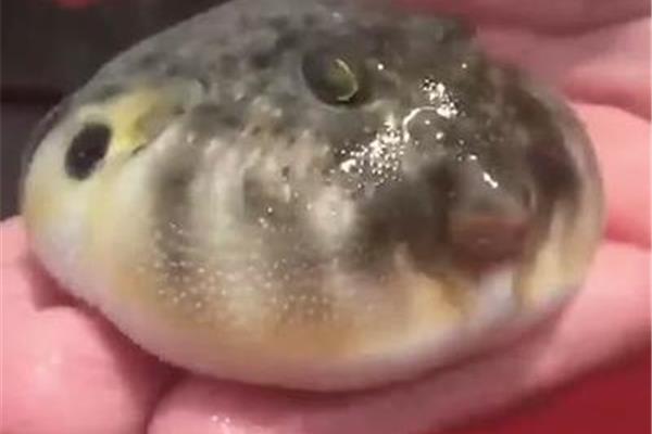吃河豚中毒的症状