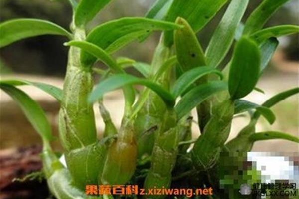 石斛功效与禁忌