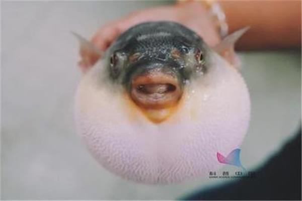吃河豚中毒的症状