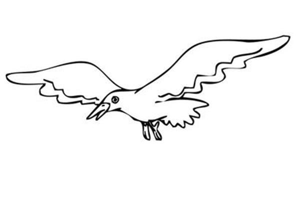 鸟图片简笔画