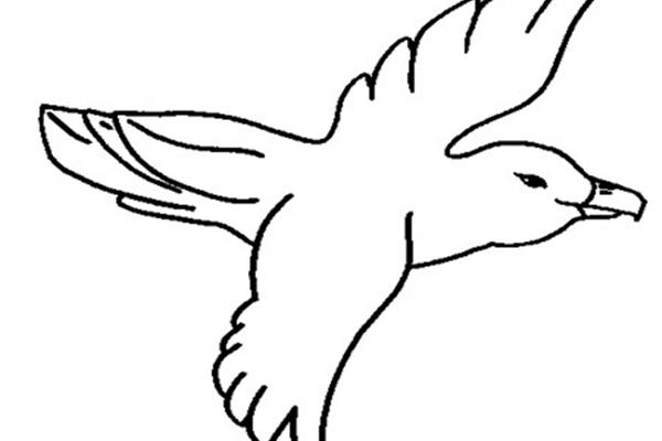 鸟图片简笔画