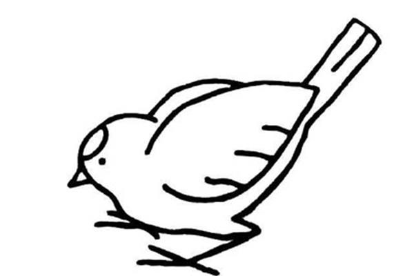 鸟图片简笔画
