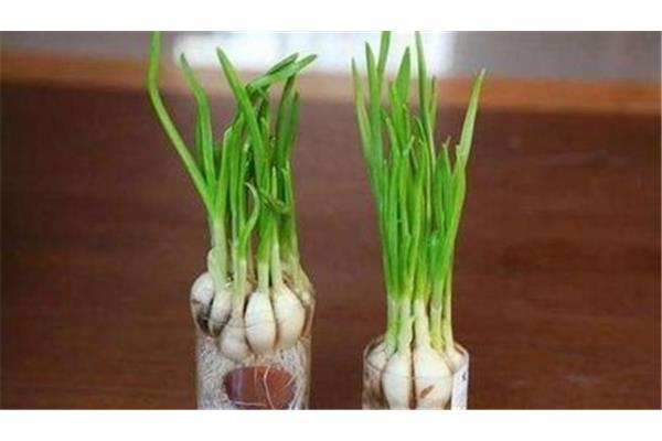 发芽大蒜能吃吗